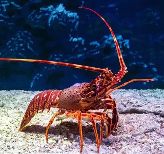 Business Succession Lessons From A Crayfish