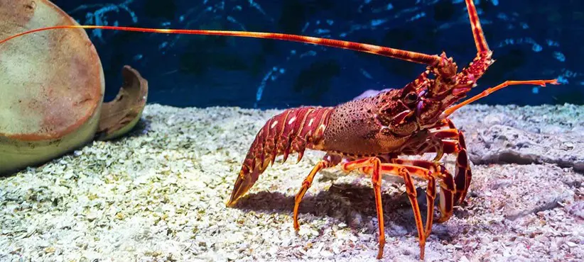 Business Succession Lessons From A Crayfish